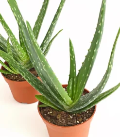 Echte Aloe-Set - Aloe vera