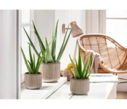 Echte Aloe-Set - Aloe vera