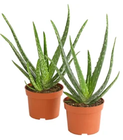 Echte Aloe-Set - Aloe vera