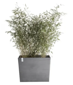 Ecopots Kunststoff-Kasten Paris mit Rollen, rechteckig