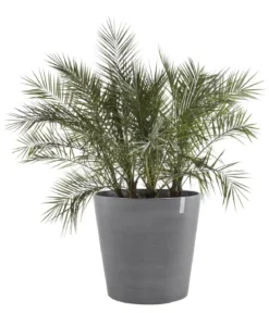 Ecopots Kunststoff-Topf Amsterdam mit Rollen, rund