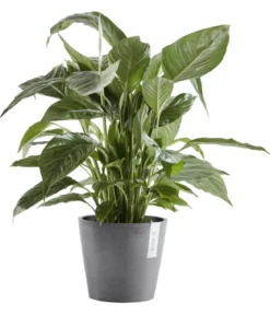 Ecopots Kunststoff-Topf Amsterdam mit Wassersystem, rund
