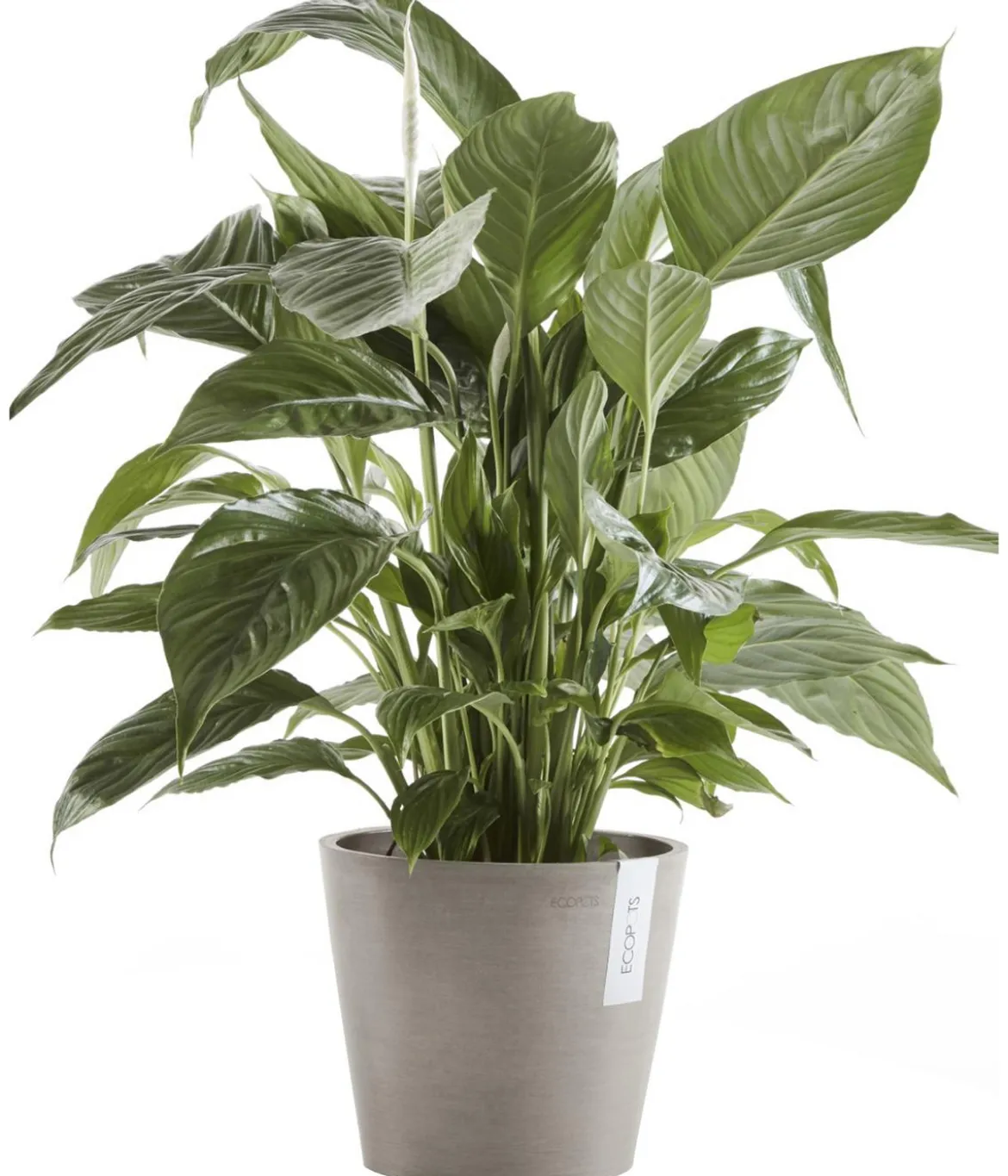 Ecopots Kunststoff-Topf Amsterdam, rund