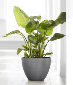 Ecopots Kunststoff-Topf Antwerp, rund