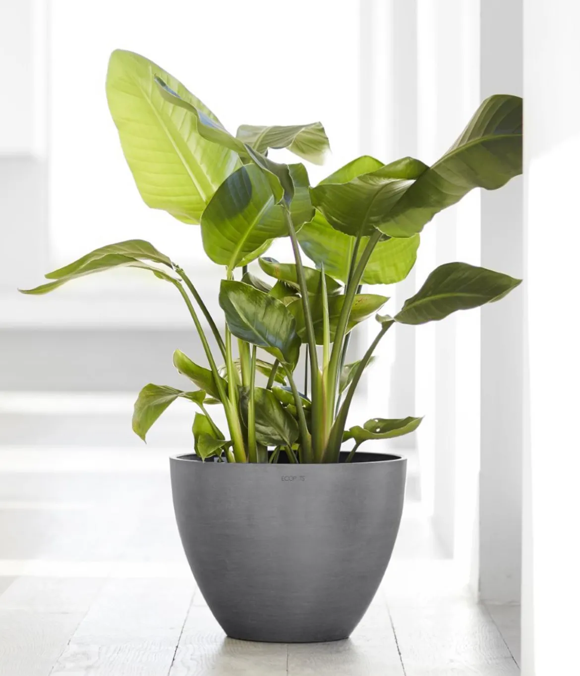 Ecopots Kunststoff-Topf Antwerp, rund