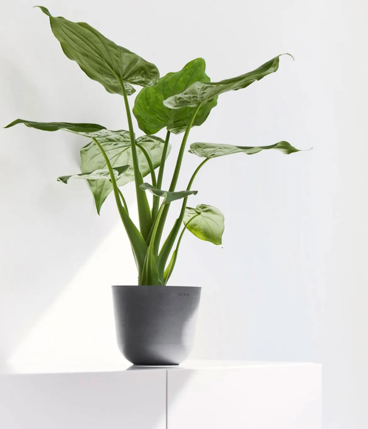 Ecopots Kunststoff-Topf Oslo Mini, rund