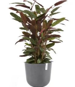 Ecopots Kunststoff-Topf Oslo mit Wassersystem, rund