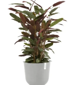 Ecopots Kunststoff-Topf Oslo mit Wassersystem, rund