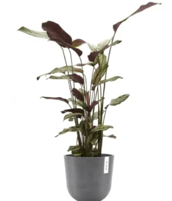 Ecopots Kunststoff-Topf Oslo mit Wassersystem, rund