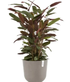 Ecopots Kunststoff-Topf Oslo mit Wassersystem, rund