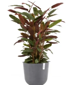 Ecopots Kunststoff-Topf Oslo, rund