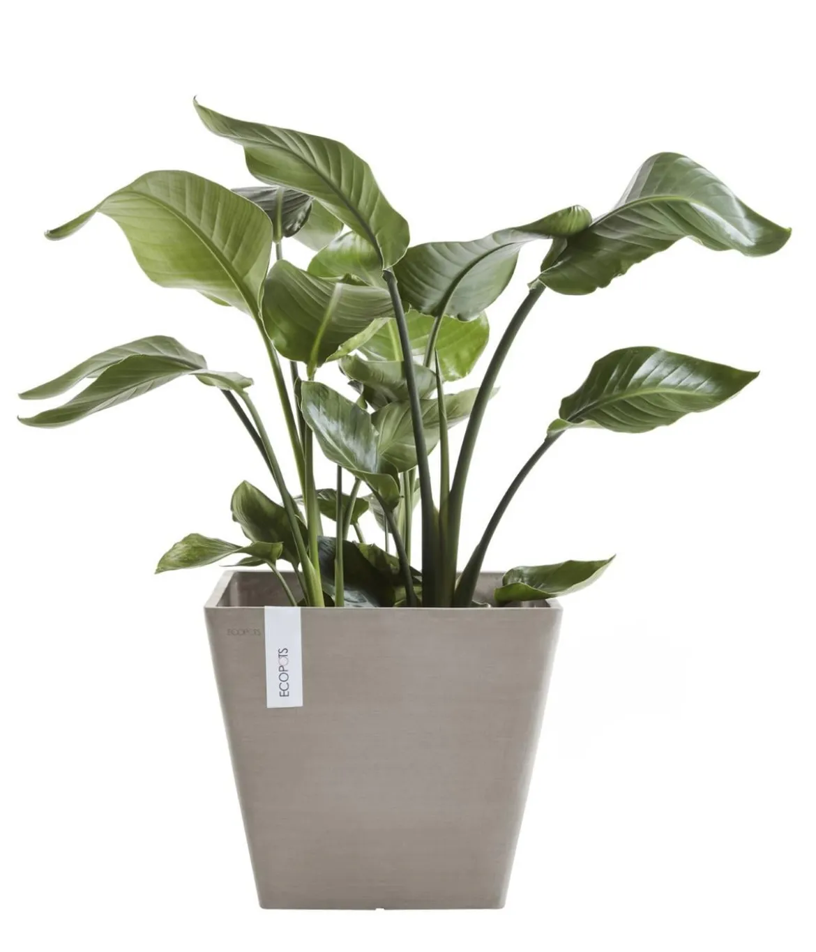 Ecopots Kunststoff-Topf Rotterdam, quadratisch