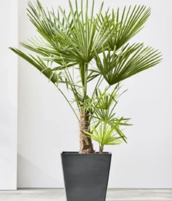 Ecopots Kunststoff-Topf Rotterdam mit Rollen und Wassersystem, quadratisch