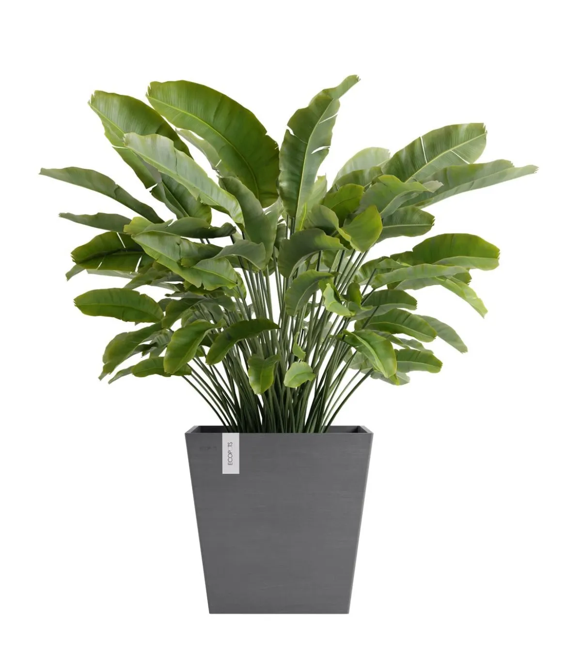 Ecopots Kunststoff-Topf Rotterdam mit Wassersystem, quadratisch