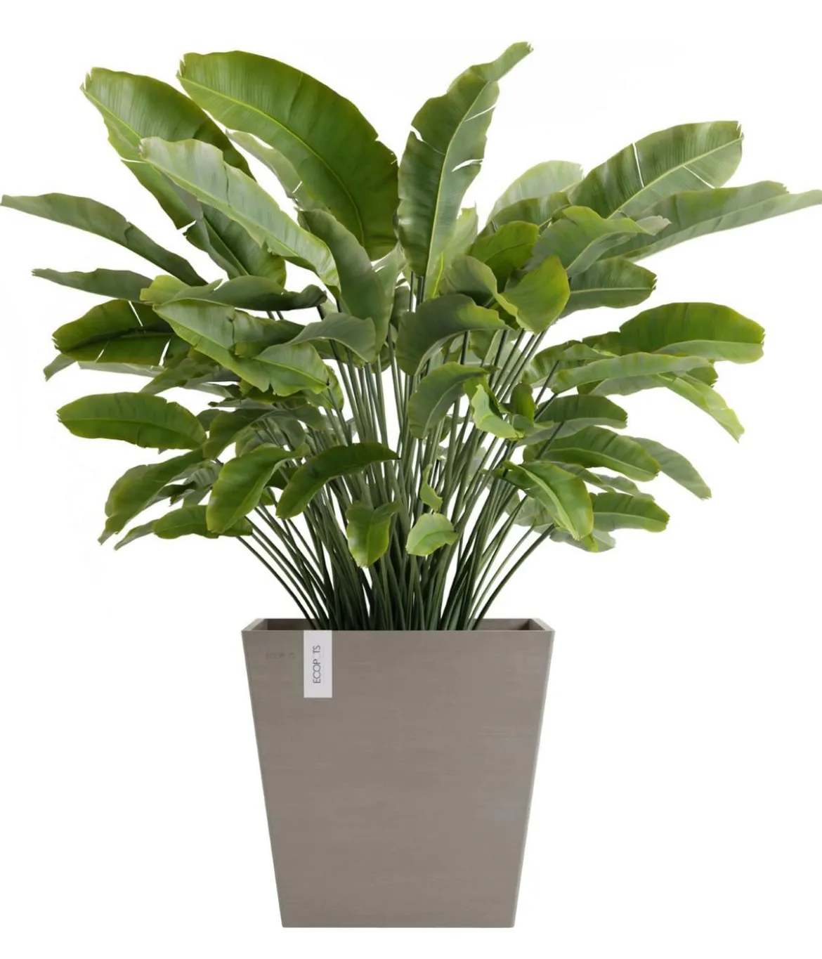 Ecopots Kunststoff-Topf Rotterdam mit Wassersystem, quadratisch