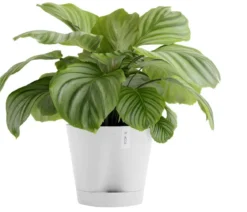 Ecopots Kunststoff-Topf Venice 2, rund