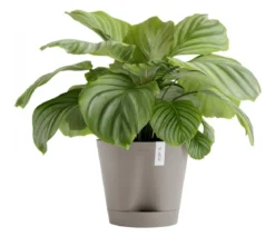 Ecopots Kunststoff-Topf Venice 2, rund