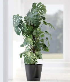 Ecopots Kunststoff-Topf Venice 2, rund
