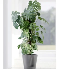 Ecopots Kunststoff-Topf Venice 2, rund