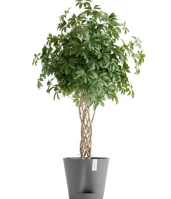 Ecopots Kunststoff-Topf Venice 2, rund