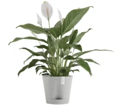 Ecopots Kunststoff-Topf Venice 2, rund