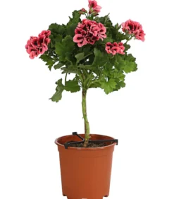 Edelgeranie, Stämmchen