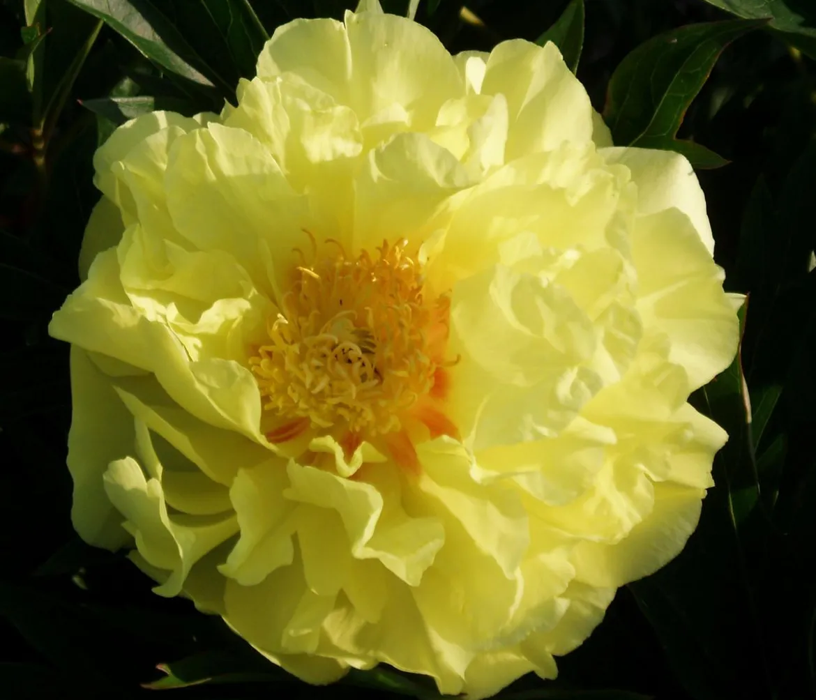 Edel-Pfingstrose 'Bartzella'