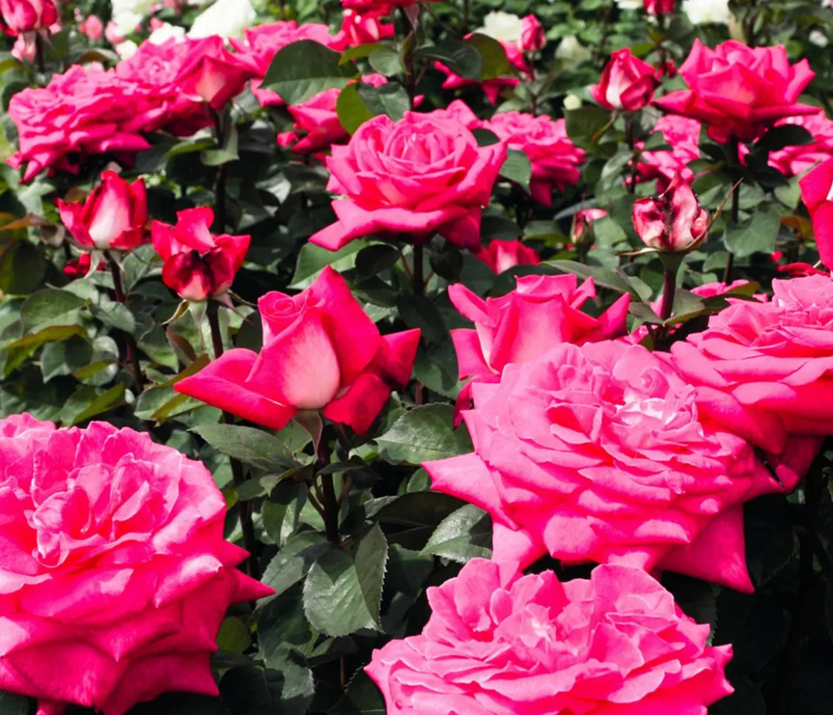 Edelrose 'Acapella®'