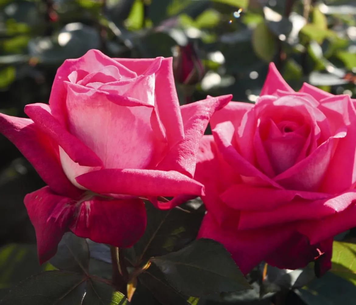 Edelrose 'Acapella®'