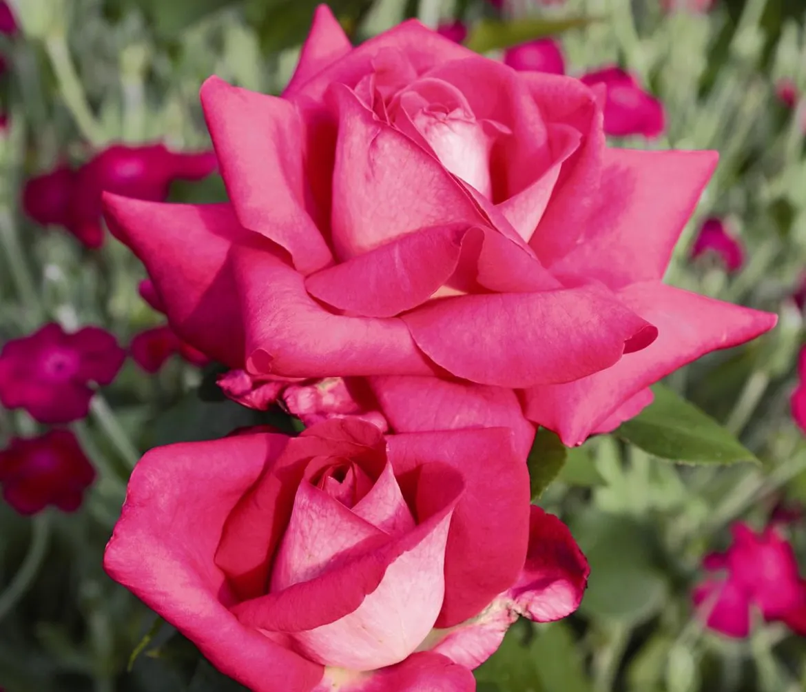 Edelrose 'Acapella®'