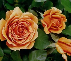 Edelrose 'Ashram®'