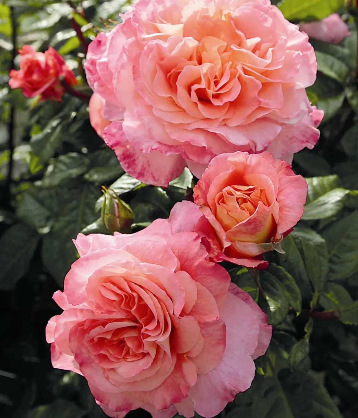 Edelrose 'Augusta Luise®'