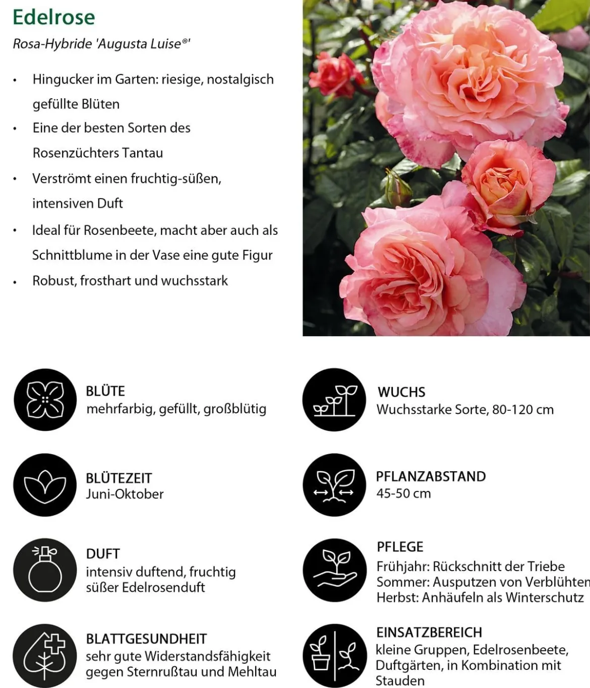 Edelrose 'Augusta Luise®'