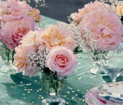 Edelrose 'Augusta Luise®'