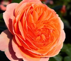 Edelrose 'Chippendale®'