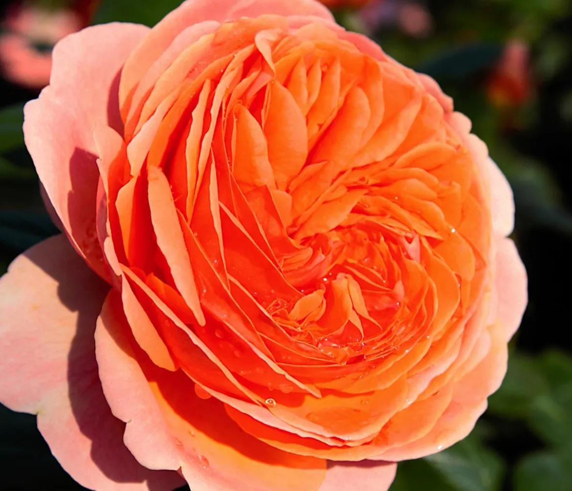 Edelrose 'Chippendale®'