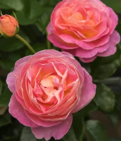 Edelrose 'Dornburger Schlossrose'