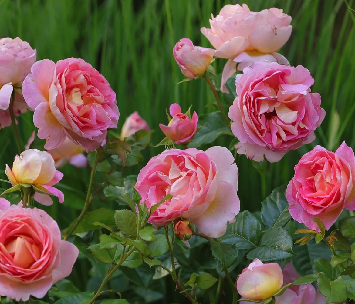 Edelrose 'Dornburger Schlossrose'