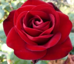 Edelrose 'Marlene®'