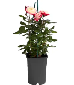 Edelrose 'Nostalgie®'