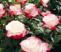 Edelrose 'Nostalgie®'