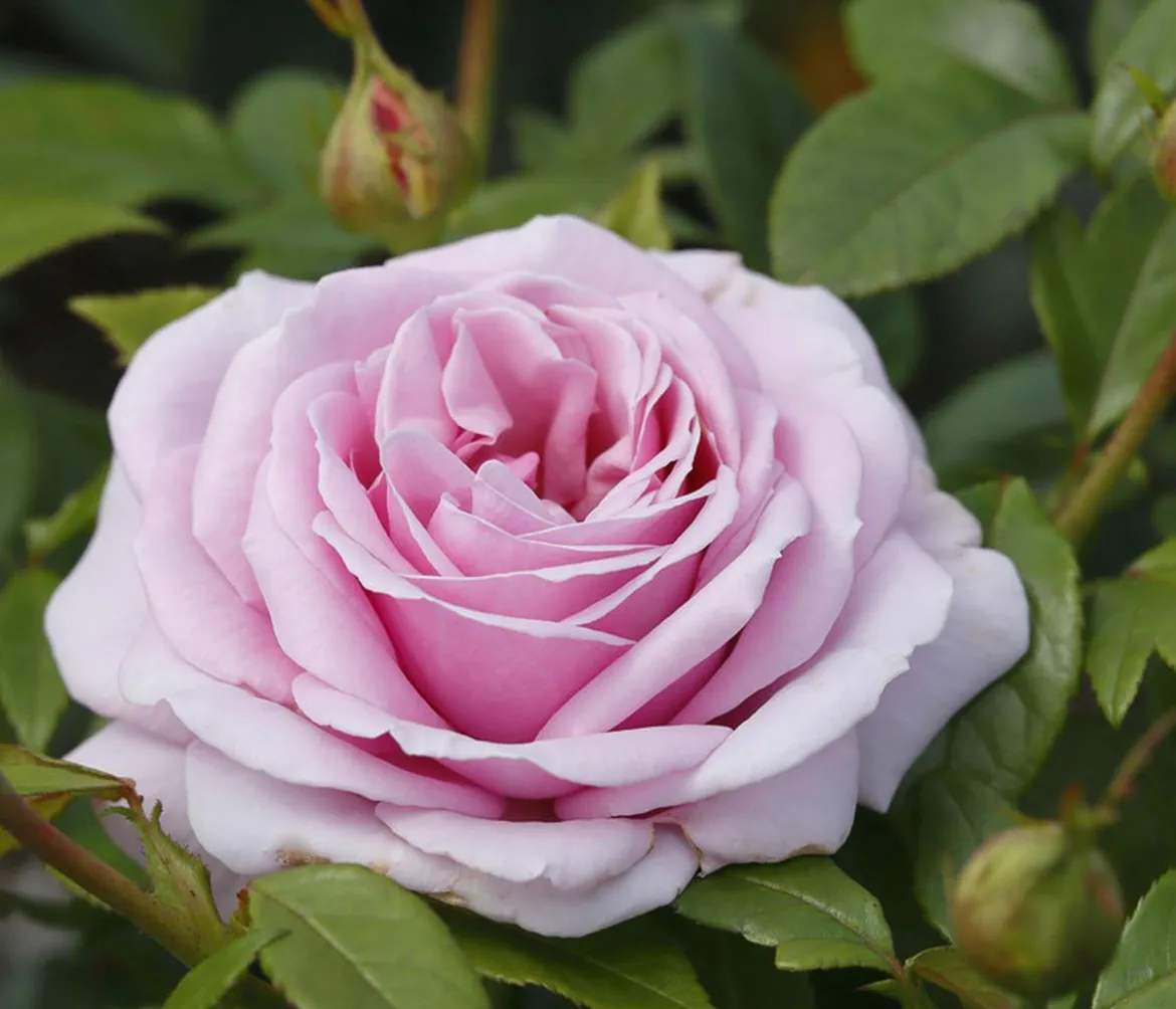 Edelrose 'Pacific Blue®'