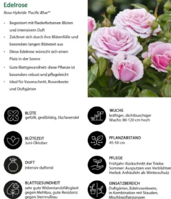 Edelrose 'Pacific Blue®'