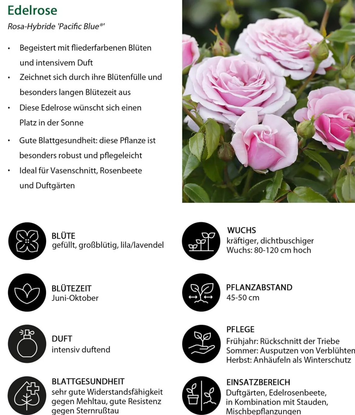 Edelrose 'Pacific Blue®'