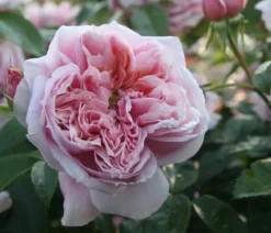 Edelrose 'Schöne Maid®'