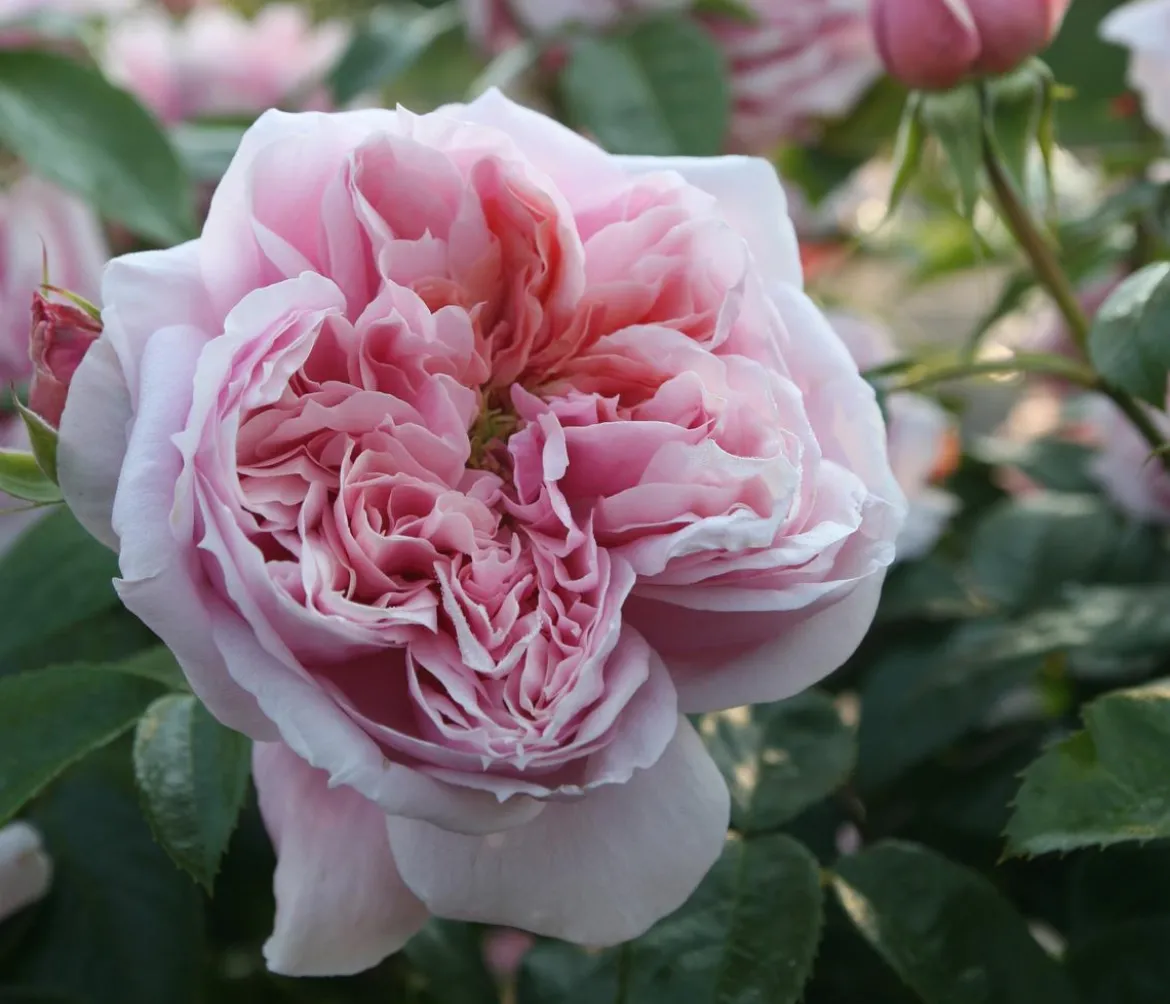 Edelrose 'Schöne Maid®'
