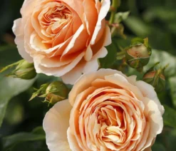 Edelrose 'Tropicana®'