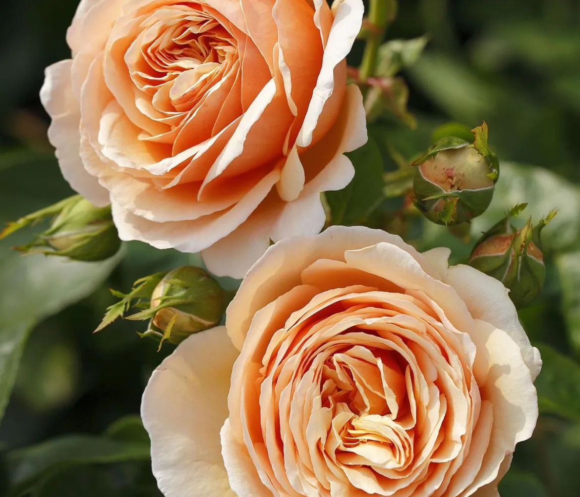 Edelrose 'Tropicana®'