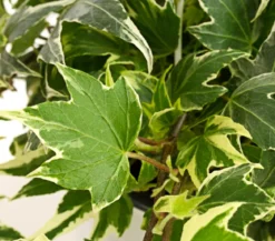 Efeu - Hedera helix, Ampel