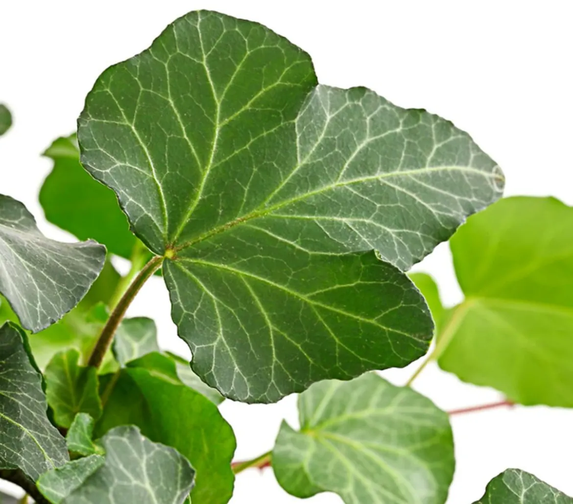 Efeu - Hedera helix, Ampel